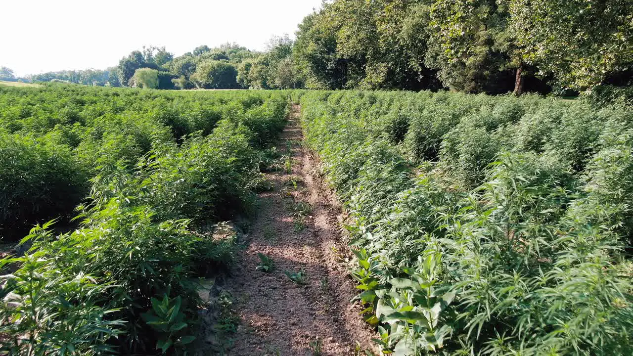 Slow dolly forward drone shot above field of marijuana hemp plants bushes revealing ubiquitous leaf in sunshine