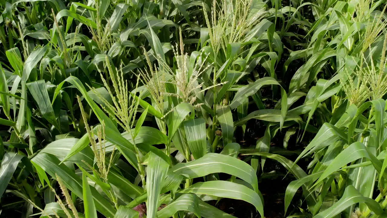 Corn field aerial over the rows of corn stalks excellent growth ripening of the corn field