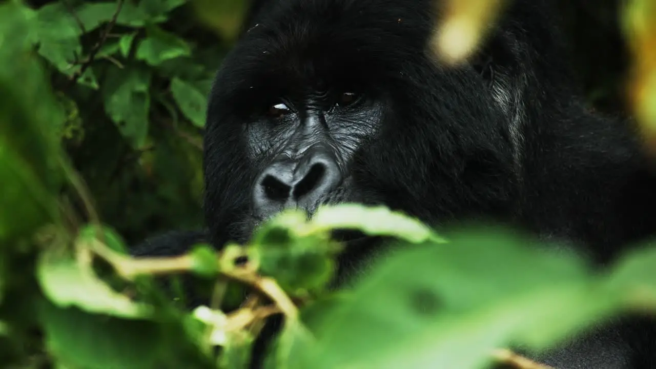 Relaxed Silverback gorilla in forest vegetation