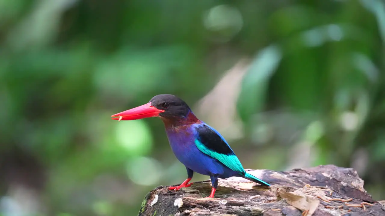 Javan kingfisher is eating caterpillars on dry wood