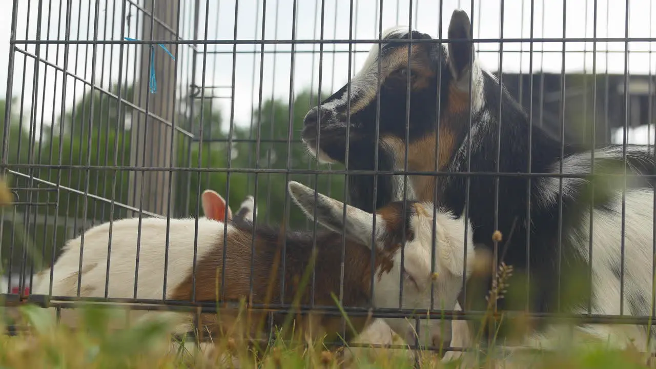 Mother goat and her sweet baby are cuddled up together in a medium sized cage