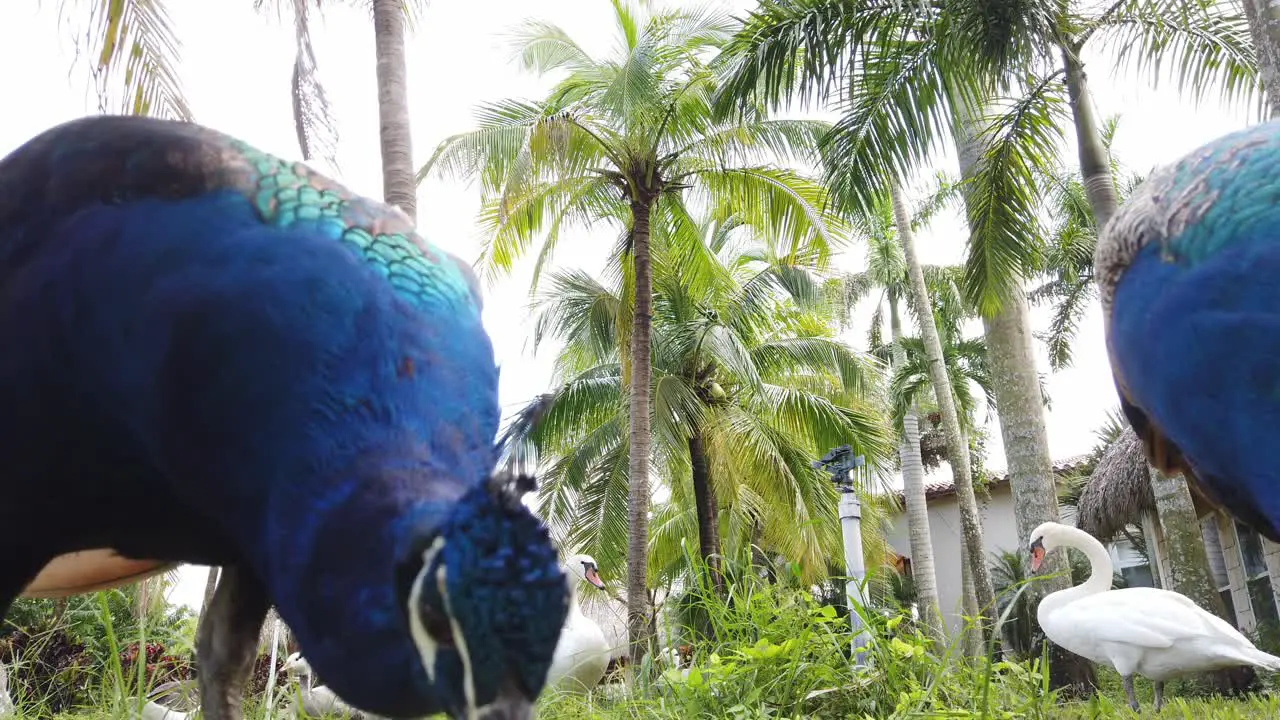 Indian peafowl Couple eating blue birds