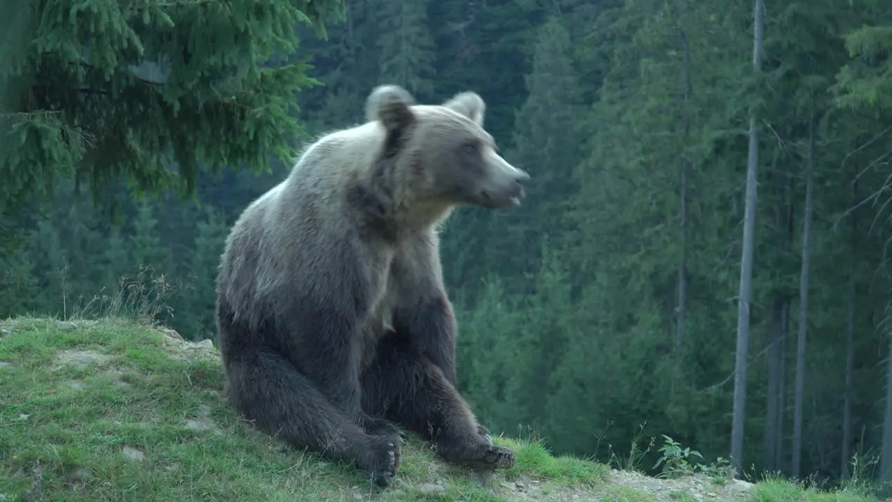 Brown bear sitting and resting in the middle of the forest and looking around cloudy and overcast day