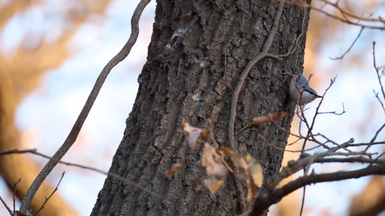 Red-breasted nuthatch foraging on tree trun in Autumn Forest