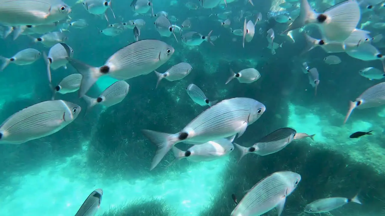 A lot fishes looking for food under the sea in the Balearic Islands