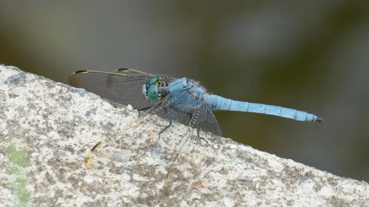 Blue Dragonfly Perched on concrete macro