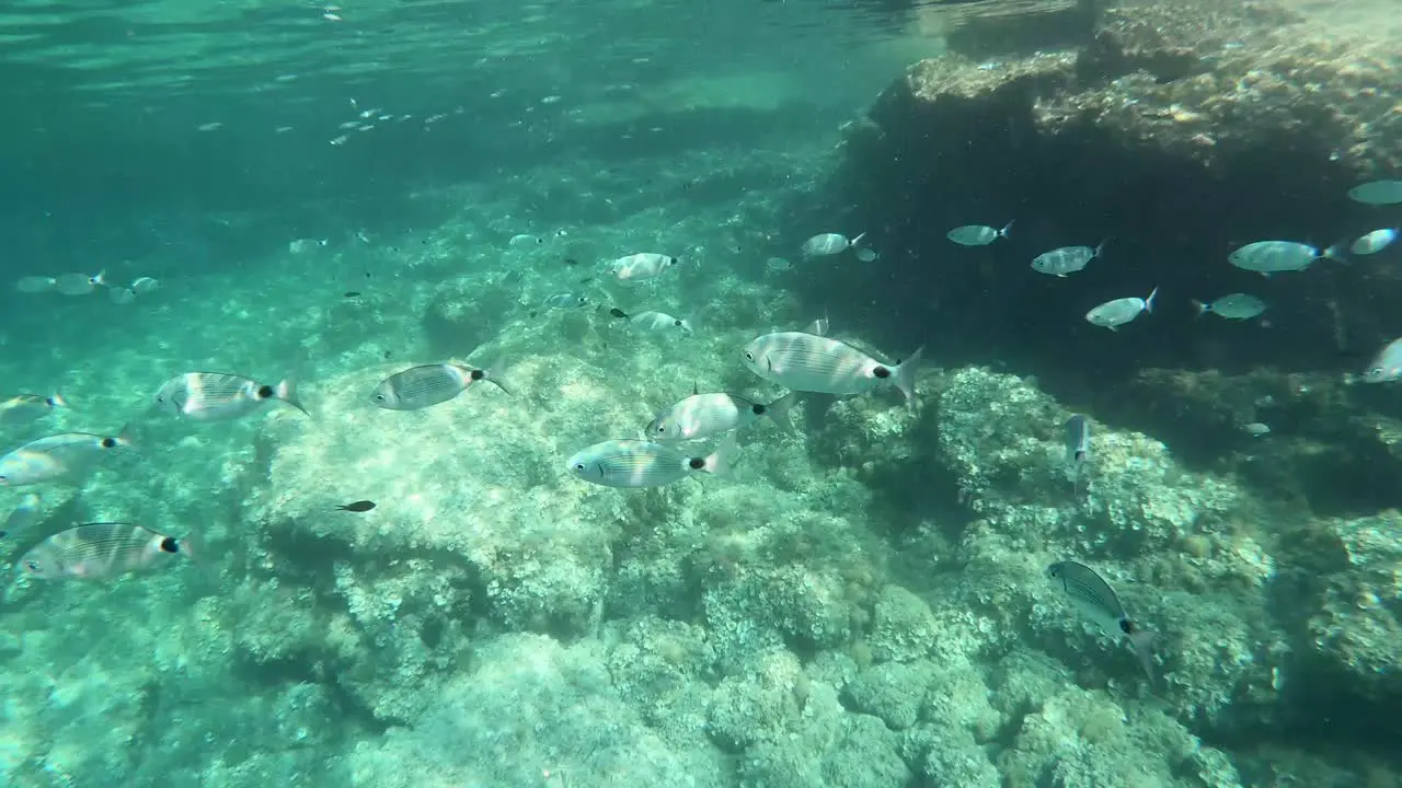 Snorkelling in the Balearic Islands