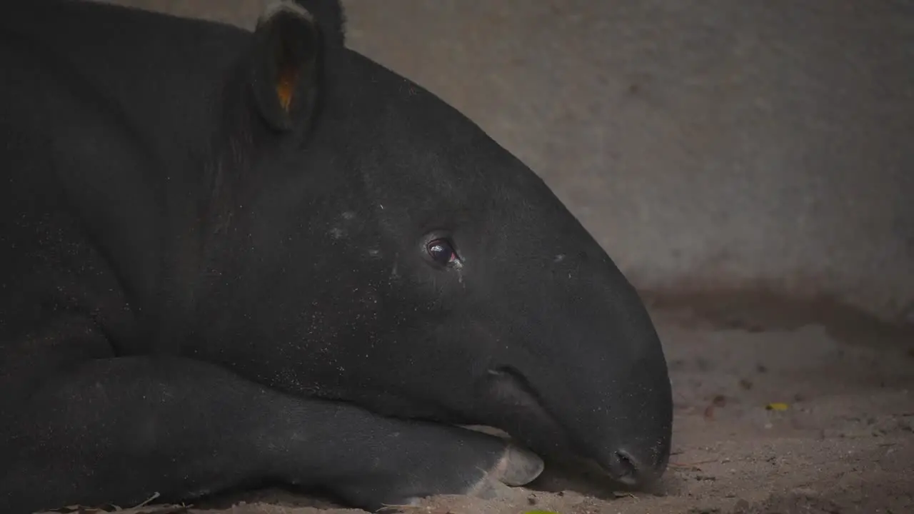 Malayan Tapir lying on ground in zoo cave shelter and chewing lazily