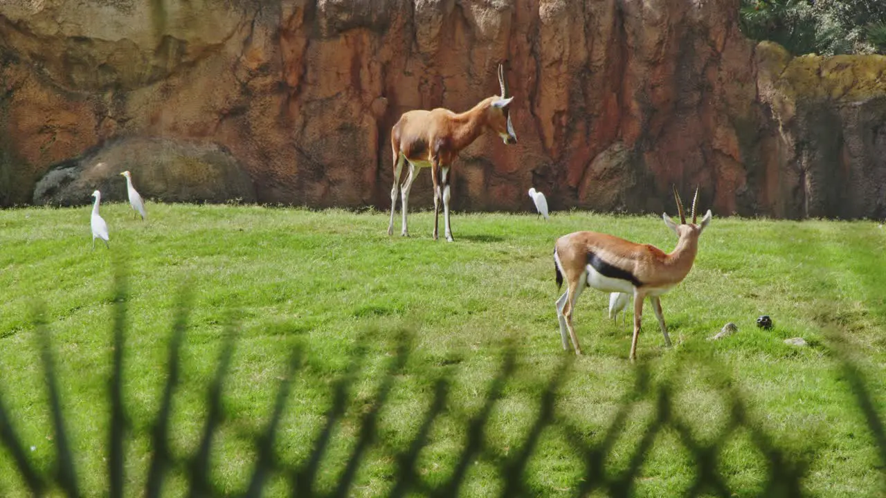 Gazelles grazing in Valencia Biopark Spain 4k 24fps