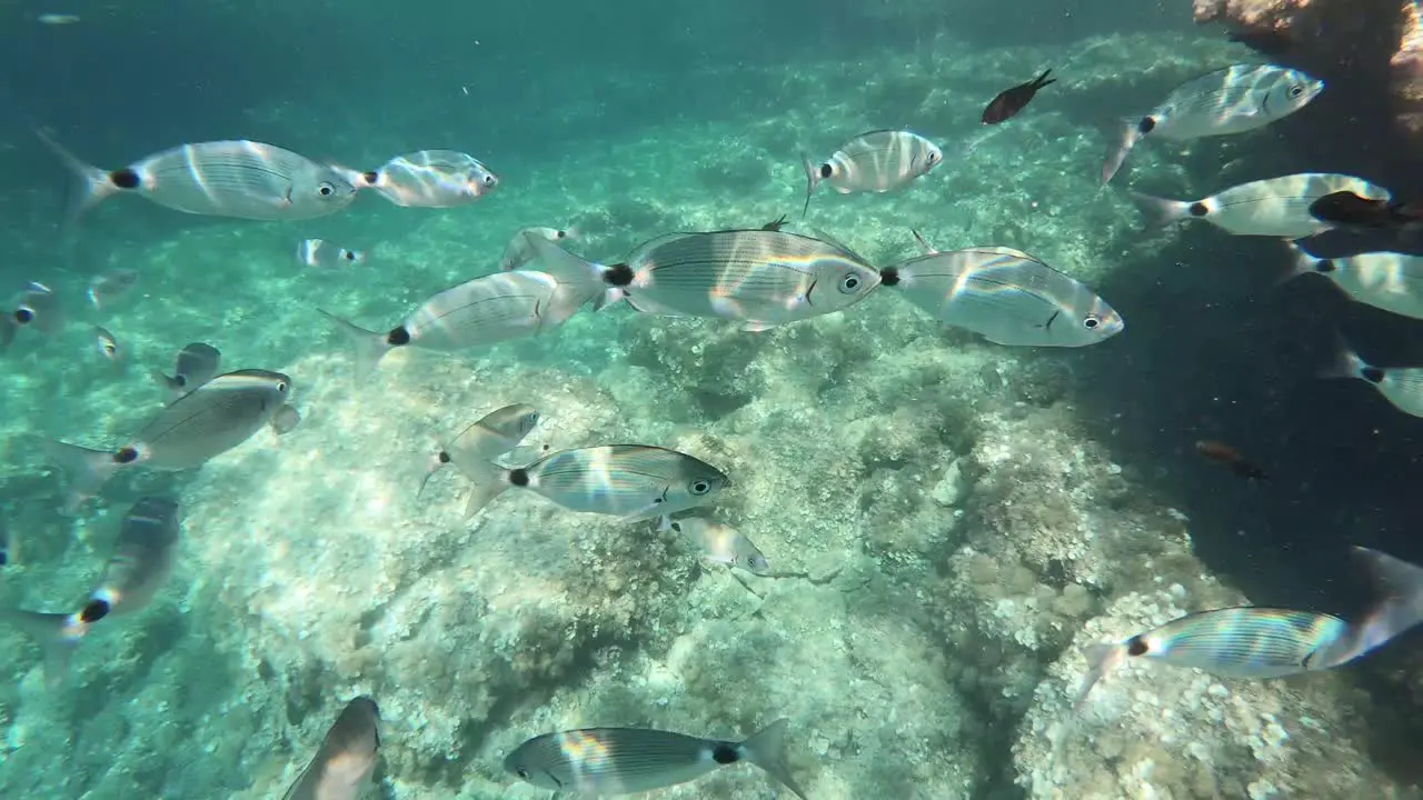 View of a lot of fish and snorkeling in the Mediterranean sea