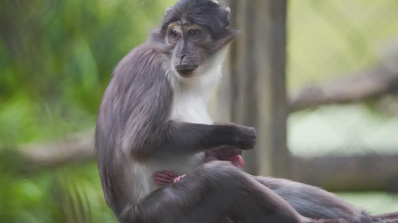 Sooty Mangabey monkey mother grooming fur of her newborn baby in zoo