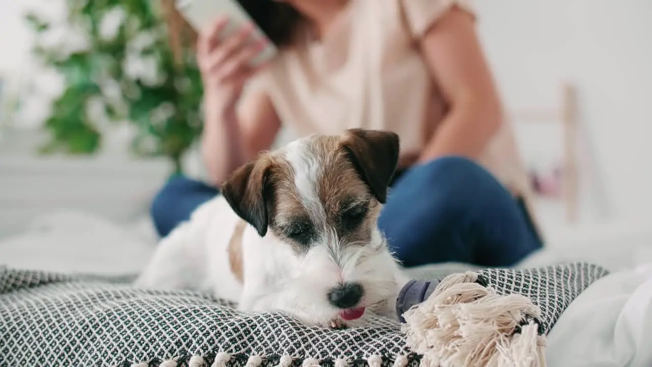 Cute dog playing on the bed