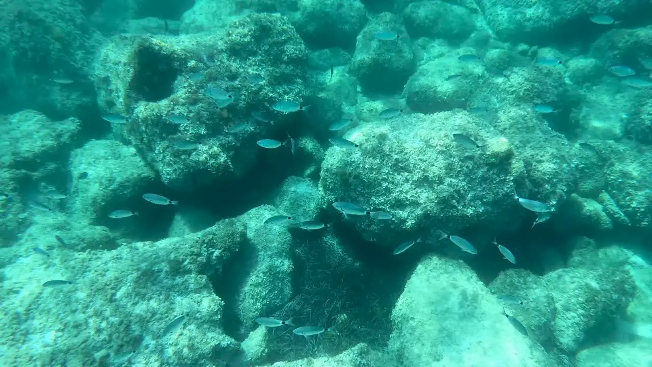 Fishes under the sea in the Balearic Islands