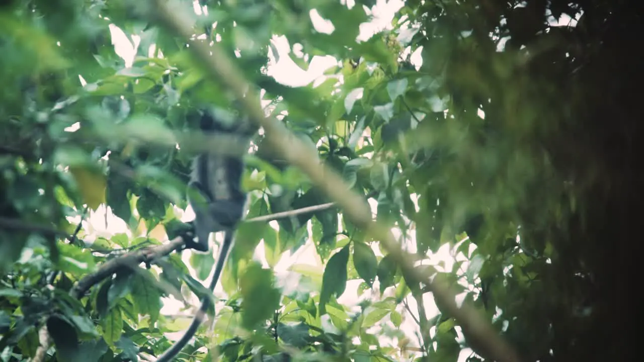 a family of silvered leaf monkey or silvery lutung in a wildlife