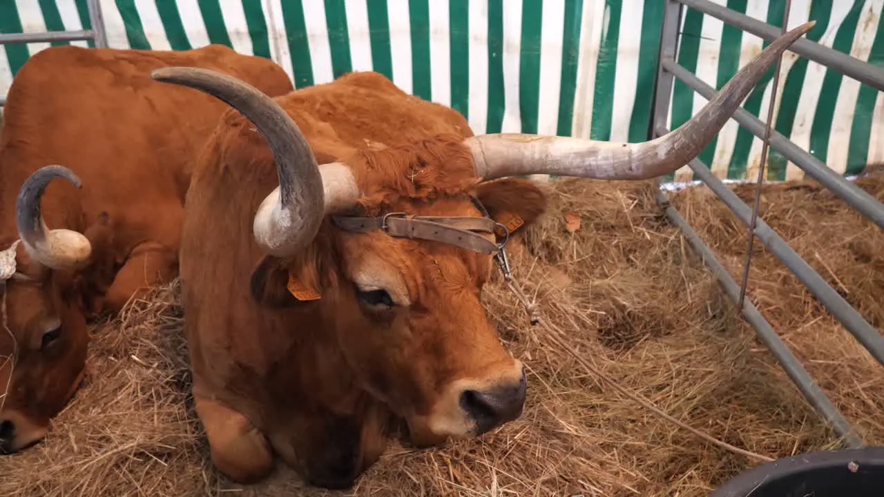 Medium shot of a sitting cow on interior calm ambient