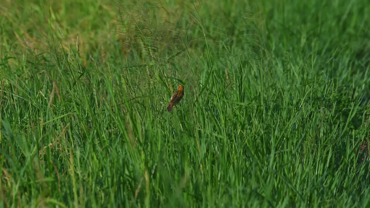 Seen foraging for seeds in the thick of a grassland during a windy afternoon