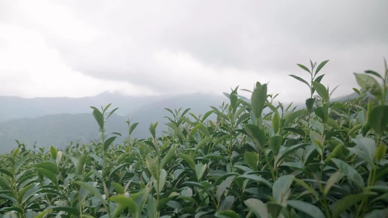 Green Fresh Tea Leaves at cliff