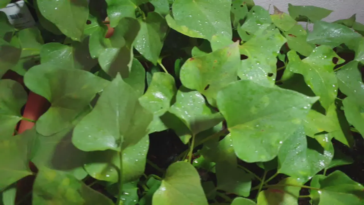 Healthy green organic sweet potato leaves in home gardening planter pot food production slow moving pan footage