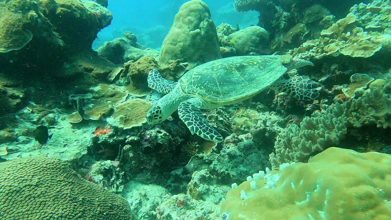 Seen from a distance through an action camera while going around the underwater scape while foraging Green Sea Turtle Chelonia mydas Palau