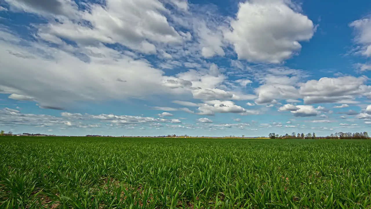 Beautiful Timelapse in Grass Field on a Sunny Summer Day