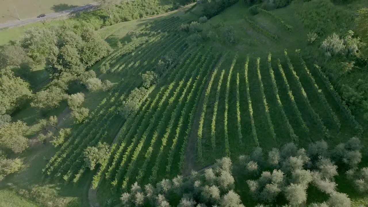 Bergamo vineyard near the city in sunny day