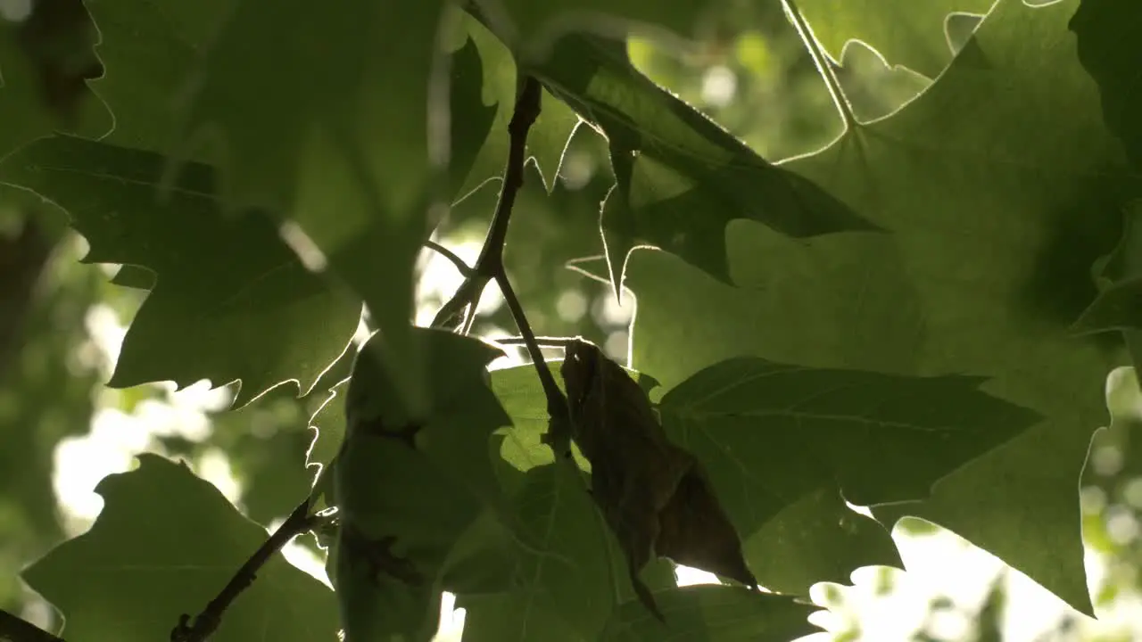 Plane tree leaves through the sun in summer