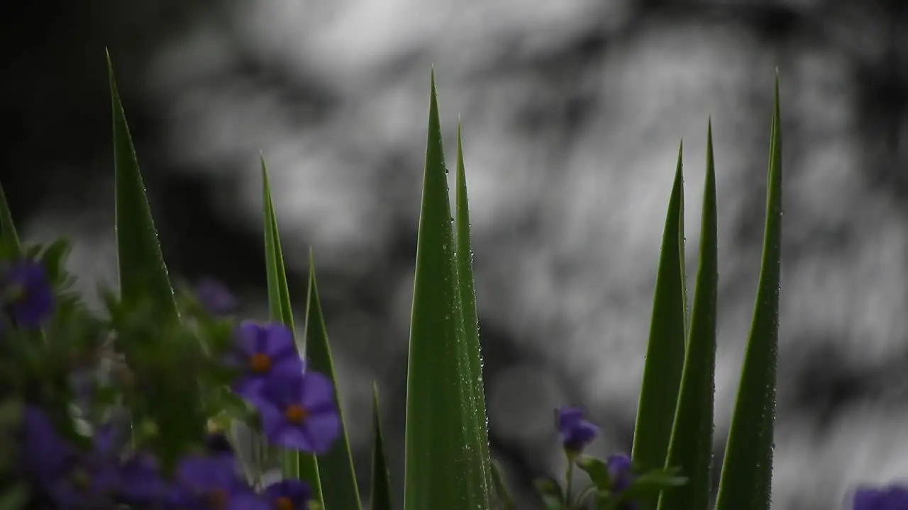 Beautiful violet and deep purple flowers with emerald green leaves and raindrops during a rainy day