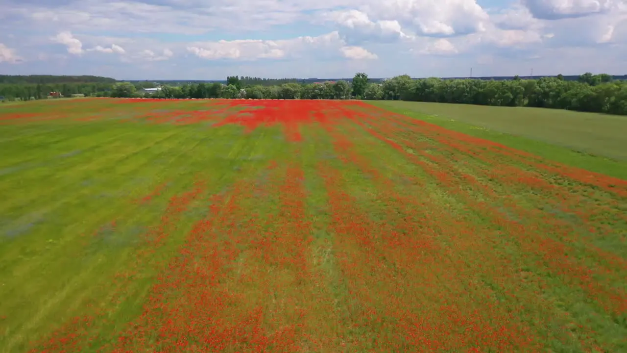 Aerial Over Ukraine Fields With Red Wildflowers Growing Suggests Ukrainian Agriculture And Landscape