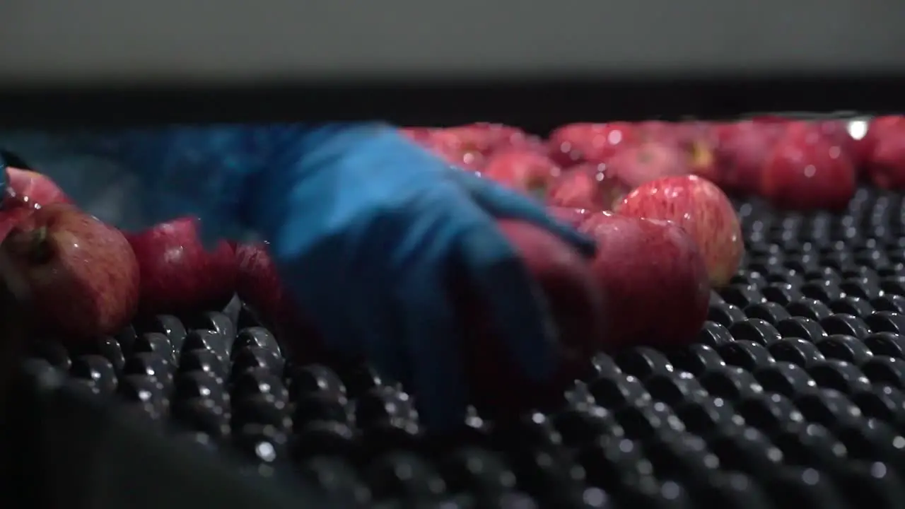 Apples sorting in a packing house