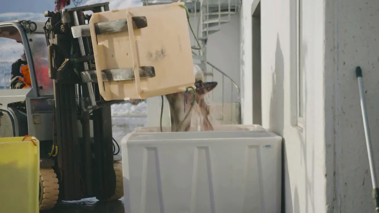 Cod catch of the day being tipped into another container with a forklift