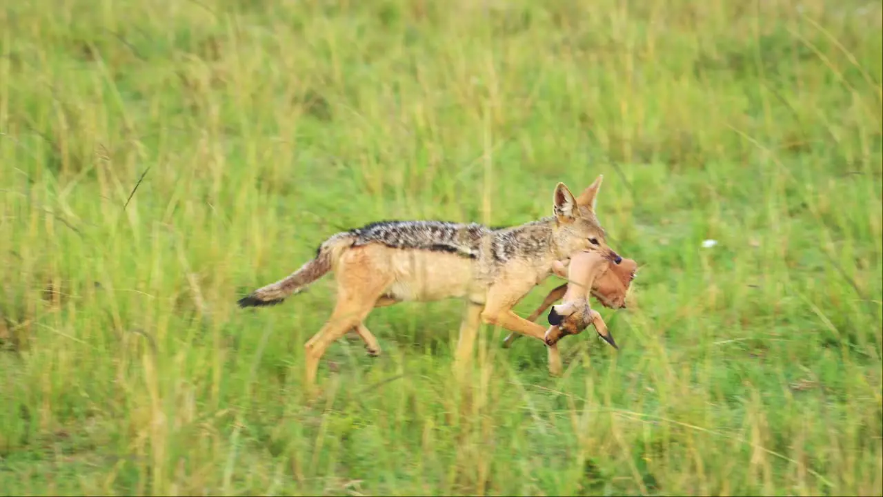 Slow Motion Shot of Jackal carrying antelope head in mouth to move prey to feed and eat amazing African Wildlife in Kenya Dangerous Africa Safari Animals