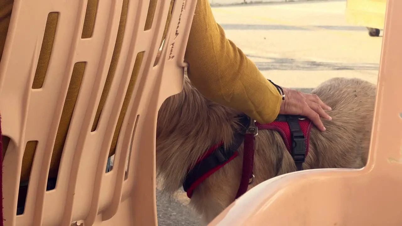 An individual sits outdoors cradling a dog showcasing the bond between humans and domesticated animals during leisure moments