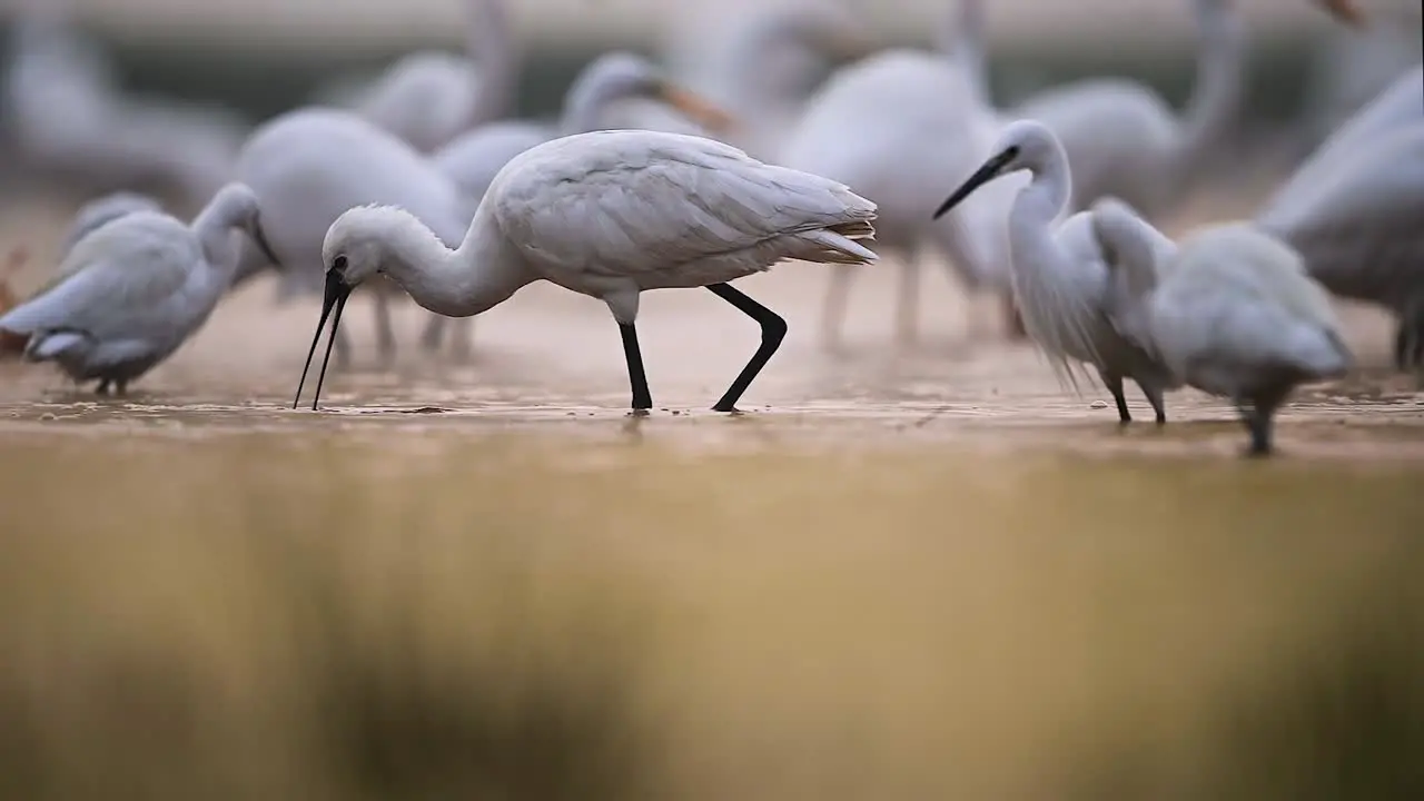 Eurasion Spoonbill Fishing in Wetland