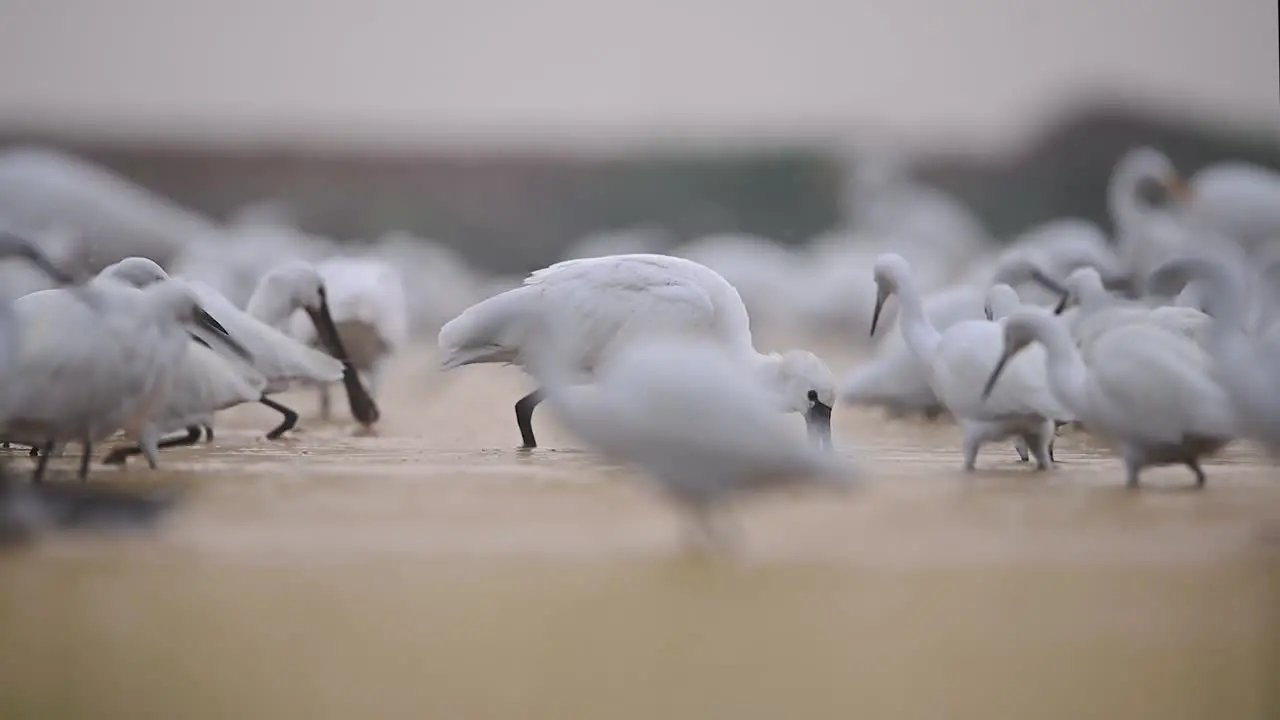 Eurasion Spoonbill along with Great Egrets Fishing in Sunrise