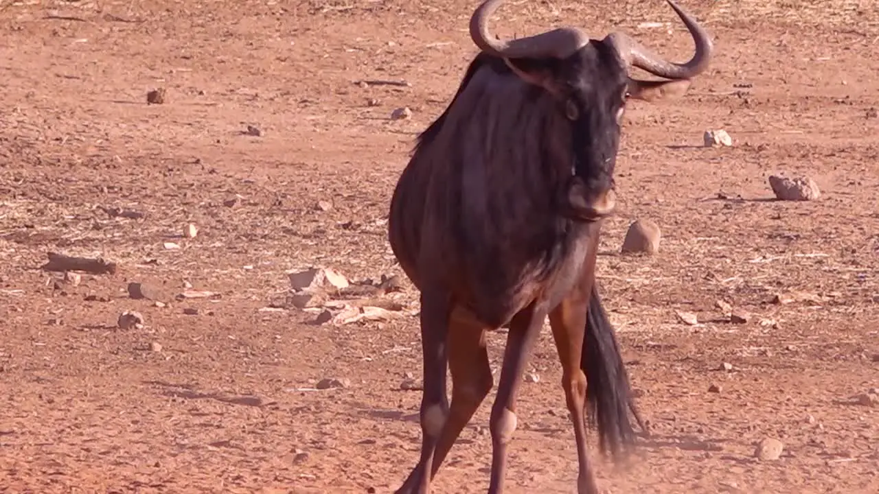 An African wildebeest walks to a watering hole in Namibia and drinks