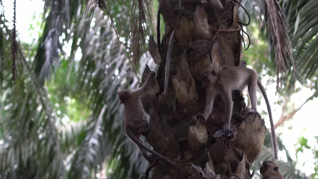 Monkey climb the oil palm tree