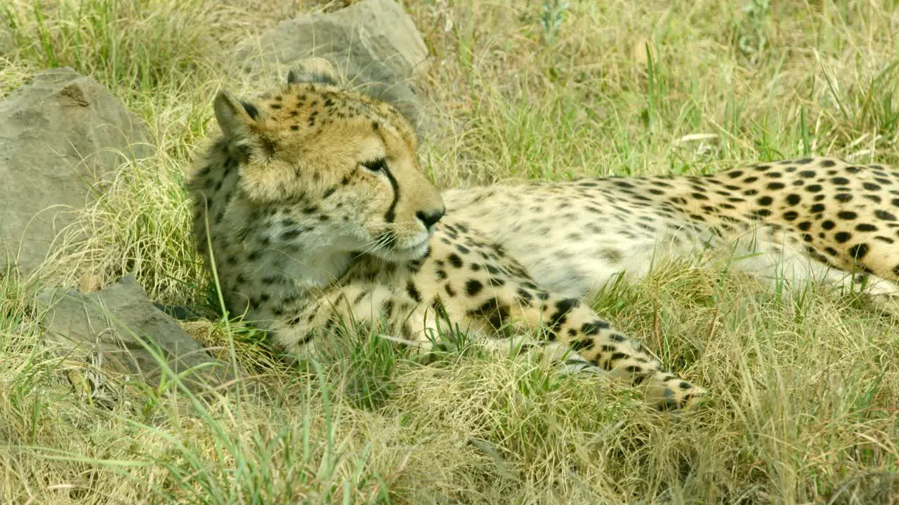 closeup of cheetah licking lips yawning and laying back playfully