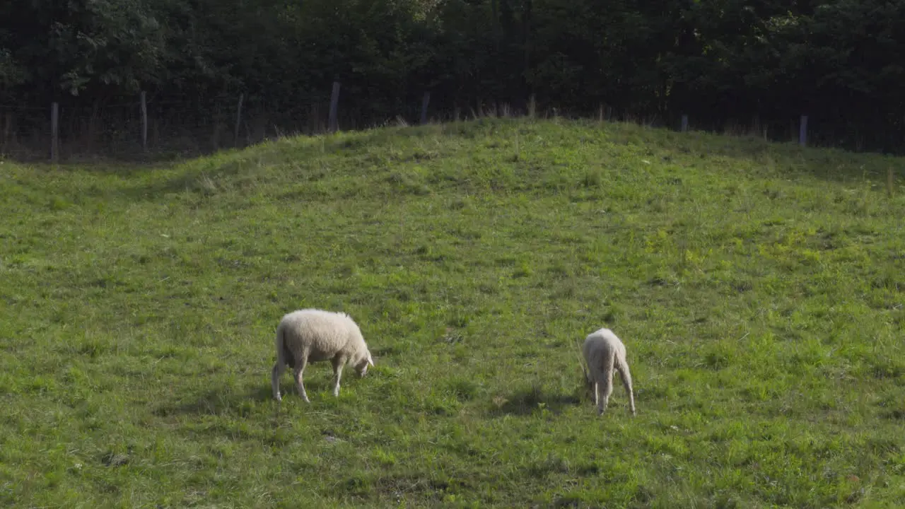 Two Sheep Grazing in a Green Pasture