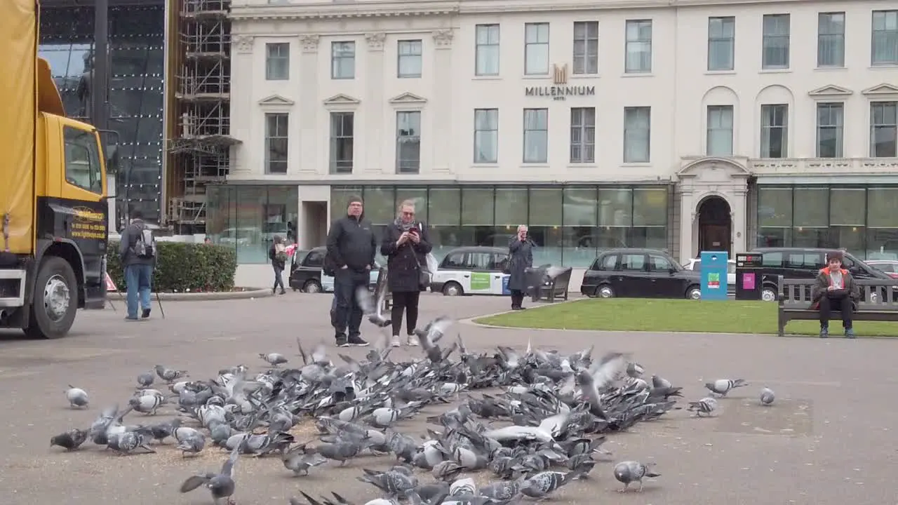 Slow motion of people feeding pigeons