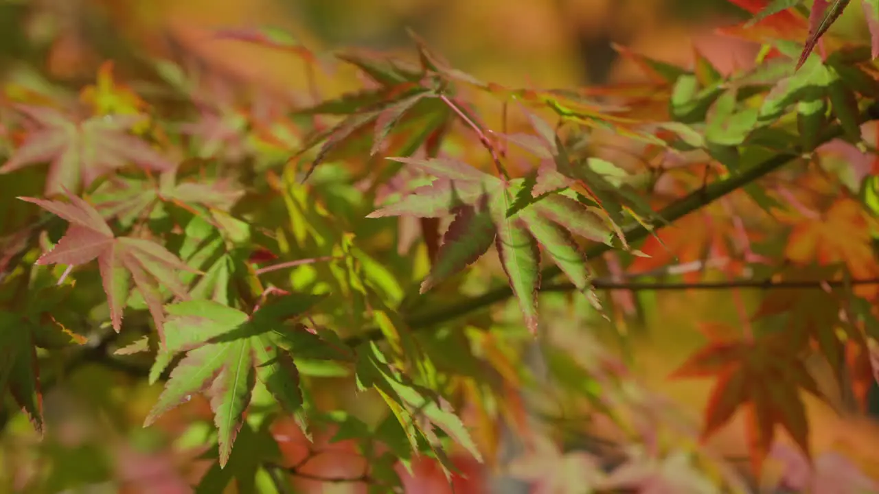 Green Leaves Of Japanese Maple Trees Turning Into Red During Autumn Season