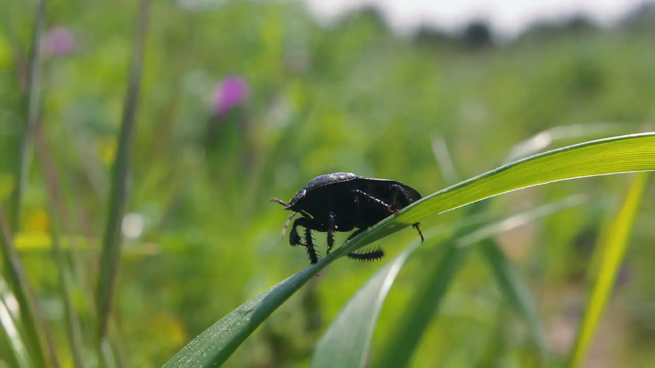 Close up black beetle crawling on green leafy plant with jagged legs and then falls