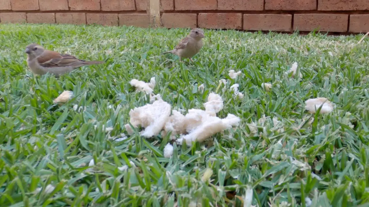 Small birds enjoying some seed on the grass