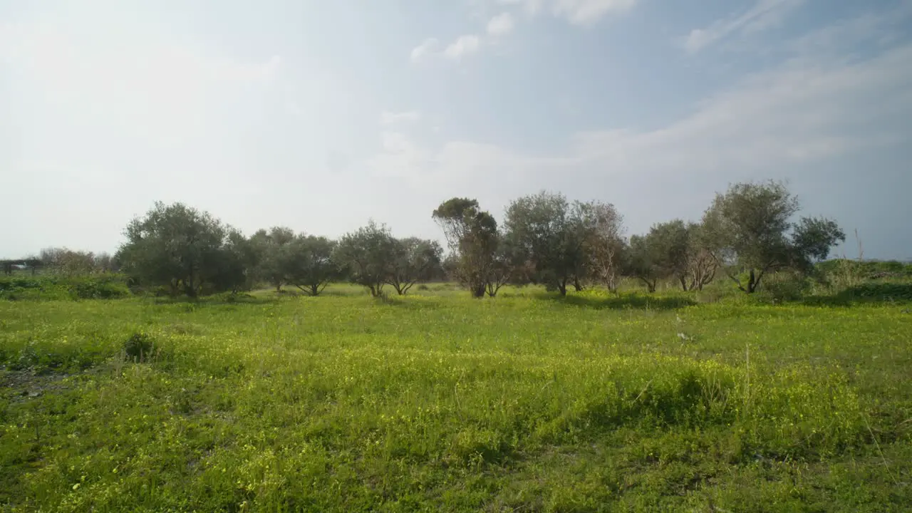 Green Field With Beautiful Trees and A Blue Sky in the Countryside of Cyprus Slow Motion