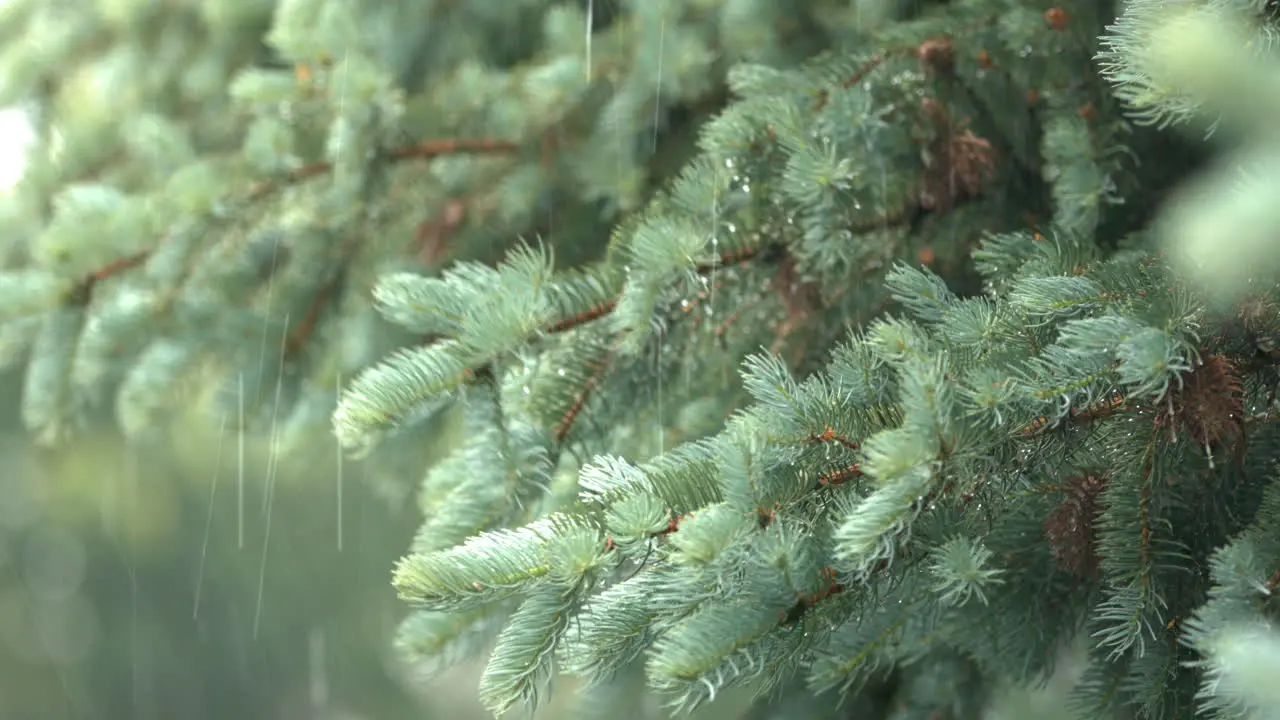 Heavy storm rain drops falling over blue spruce tree branches static