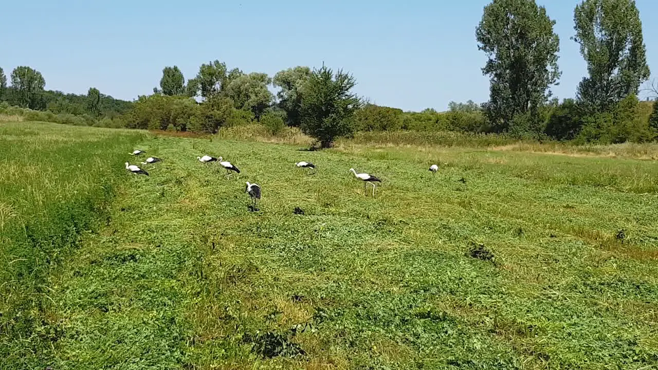 Storks Foraging On Lush Lucerne Field On A Sunny Day wide shot