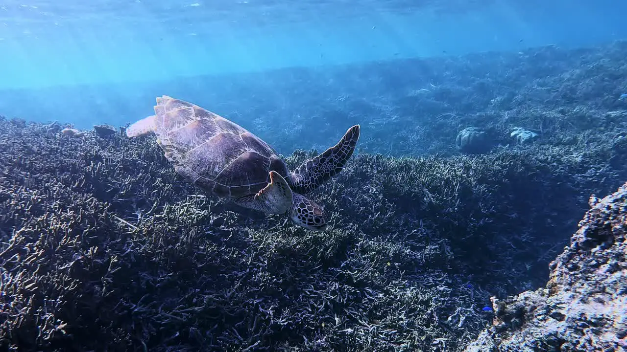 Green Sea Turtle Swimming Over The Coral Reefs Under The Sea