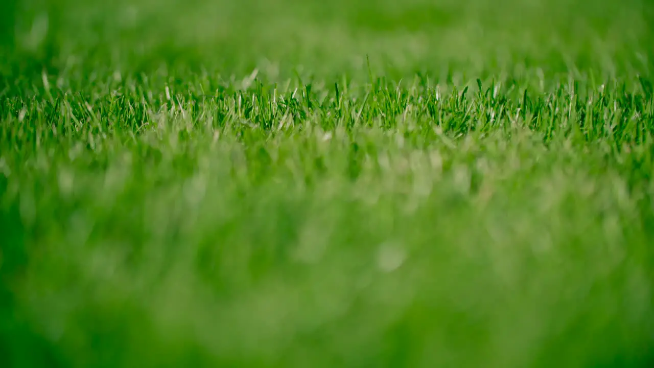 Bokeh grass and green meadow Summer background