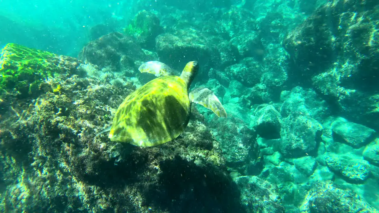 Beautiful underwater footage of a sea turtle swimming in the Galapagos Islands Ecuador 3