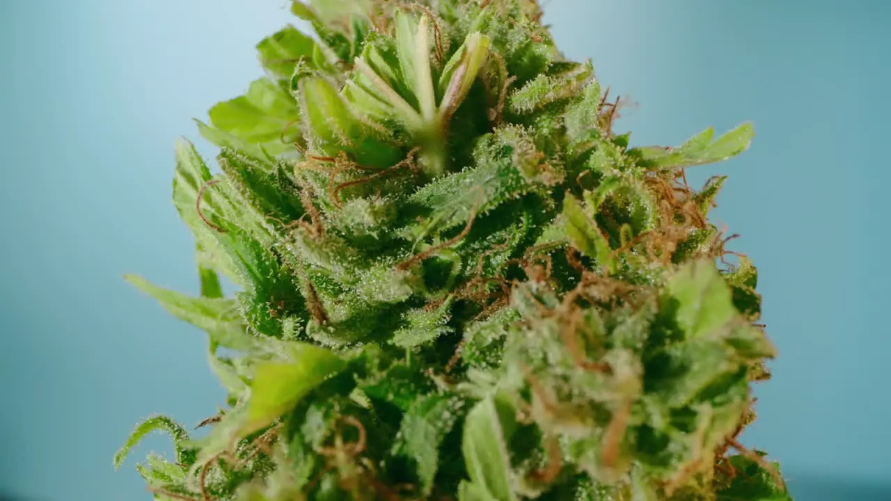 Macro detail of rotating cannabis bud zoom in and showing trichomes with probe lens