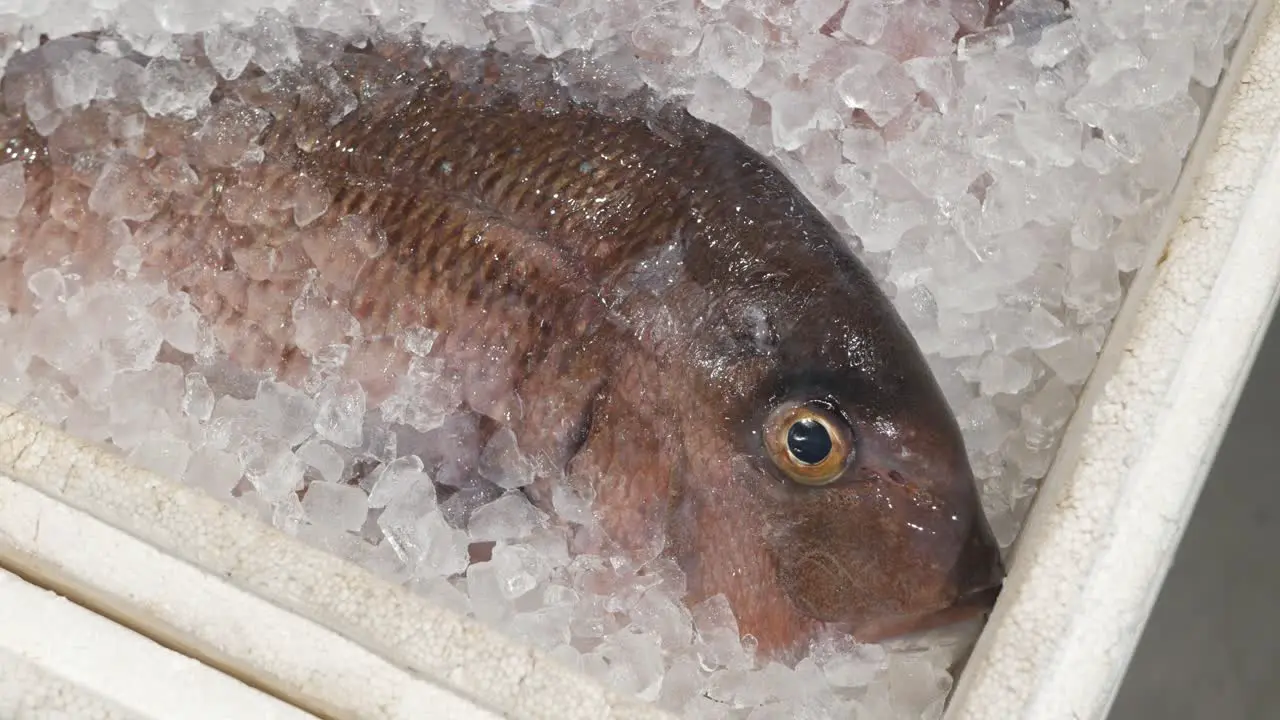 fresh raw fish on ice in grocery supermarket